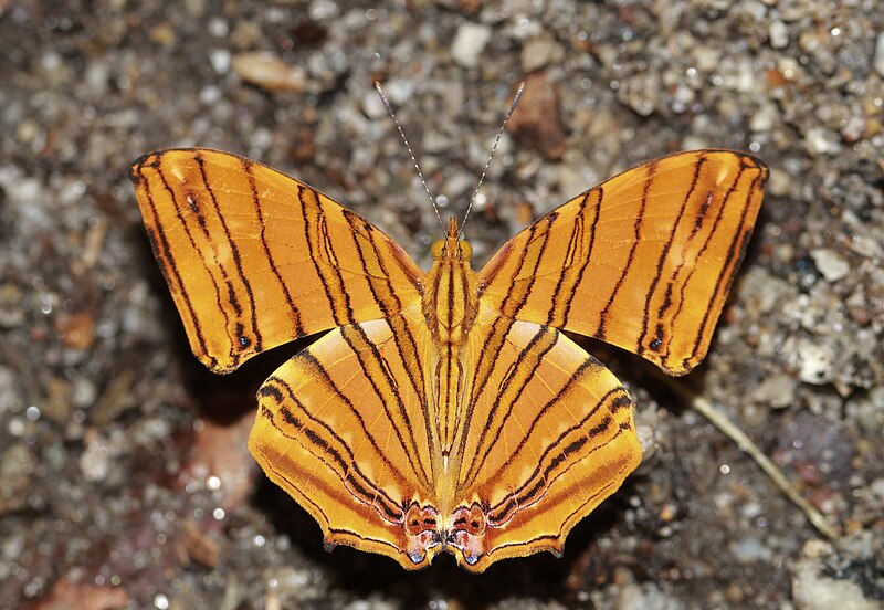 File:Open wing pudding position of Chersonesia risa (Doubleday, 1848) - Common Maplet WLB IMG 1782.jpg
