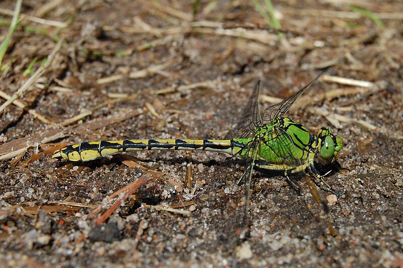 File:Ophiogomphus cecilia mb 080809.jpg