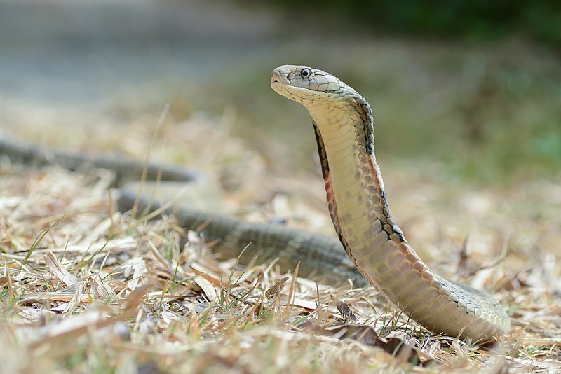 King cobra 800px-Ophiophagus-hannah-kaeng-krachan-national-park