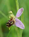 Self-pollination: One of the two pollinia bends itself towards the stigma