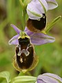 Ophrys × arachnitiformis flowers Italy - Sardinia
