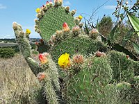 Opuntia huajuapensis.jpg