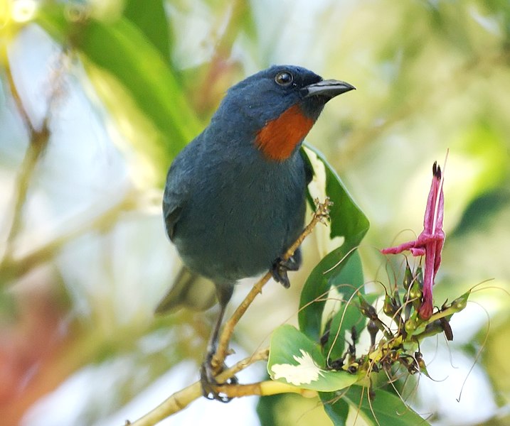 File:Orangequit at Geejam in Jamaica (4212232108).jpg