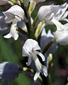 Orchis militaris var. alba flowers Germany - Saarland