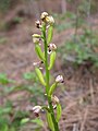 Orchis punctulata fertilized ovaries