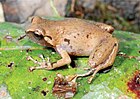 Oreophryne rookmaakeri, amphibien endémique observable dans la grotte de Liang Bua[46].