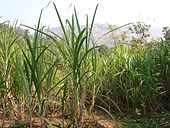 Organic sugar cane.JPG