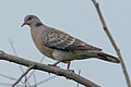 Oriental turtle dove (Streptopelia orientalis) 45.jpg