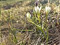 Ornithogalum kochii