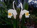 Sobralia (orchid)