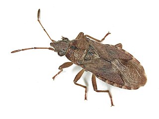 <i>Orsillus depressus</i> Species of true bug