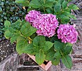 * Nomination pink hydrangea. --Anna.Massini 05:45, 4 July 2023 (UTC) * Promotion Good quality. --Kritzolina 06:51, 9 July 2023 (UTC)