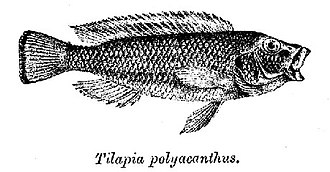 Orthochromis polyacanthus Orthochromis polyacanthus.jpg