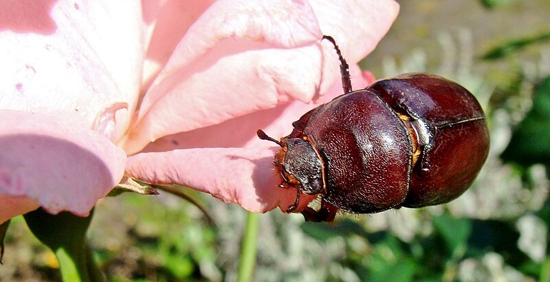 File:Oryctes nasicornis (European rhinoceros beetle)(Sarvikuonokas).5.jpg
