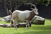 Oryx dammah  