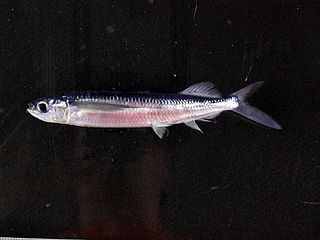 <i>Oxyporhamphus</i> Genus of fishes