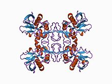 Structure of SpeA1. PDB 1b1z EBI.jpg