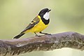 Australian Golden Whistler (ssp. youngi), Brunkerville, New South Wales, Australia