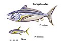 P. caninusとP. minimusの復元図