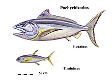 犬型厚根齿鱼和微小厚根齿鱼的复原图