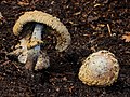 * Nomination Mushrooms in decline. Location, The Famberhorst. Shaggy parasol (Chlorophyllum rhacodes, synonym: Macrolepiota rhacodes). --Famberhorst 05:42, 18 December 2014 (UTC) * Promotion Good quality --Cccefalon 05:49, 18 December 2014 (UTC)