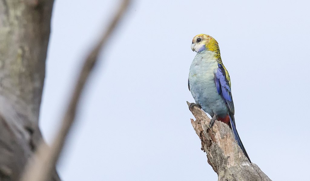 Pale Headed Rosella 1 (17274686635).jpg