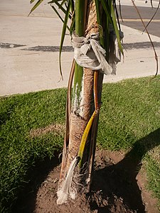 Fibers on the margins of the leaves, in a very young specimen / Fibras en los márgenes de las hojas, en un ejemplar muy joven