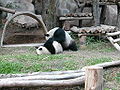 Vignette pour Zoo de Chiang Mai