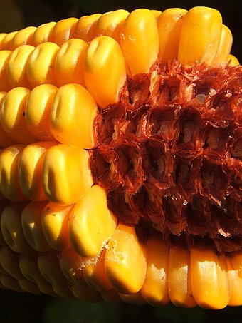 A corncob with attached corn kernels