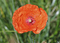 * Nomination Corn Poppy flower. --Quartl 20:18, 24 August 2010 (UTC) * Decline  OpposeShallow DOF. --Nevit 10:08, 25 August 2010 (UTC)...and overexposure of the main subject due to inappropriate colour space (sRGB instead of wider gamut RGB). --Ikiwaner 15:24, 25 August 2010 (UTC)  Question okay, the image may be hopeless concerning dof, but is the color space correct now? --Quartl 17:31, 25 August 2010 (UTC) unfortunately not really, the histogram still shows significant clipping in the red channel. I assume this would not have happened with Adobe RGB or or its corresponding Nikon profile. --Ikiwaner 11:54, 28 August 2010 (UTC) Ah, I understand now. Well, the profile was already Nikon sRGB but that didn't prevent red from clipping. I reduced saturation now appropriately, thanks for your help. --Quartl 16:06, 28 August 2010 (UTC)