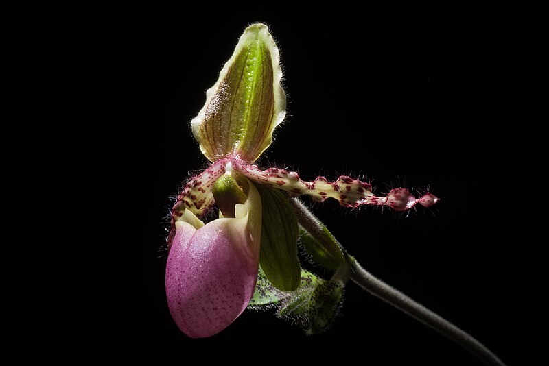 File:Paphiopedilum liemianum (Fowlie) K.Karas. & K.Saito, Bull. Hiroshima Bot. Gard. 5 57 (1982) (25874285207).jpg