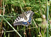 Papilio machaon (Papilionidae) Common Swallowtail