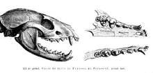 Illustration of skull and dentition, by Gervais in Histoire naturelle des mammiferes Paradoxureskull.png