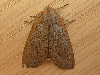 <i>Paralaea</i> Genus of moths