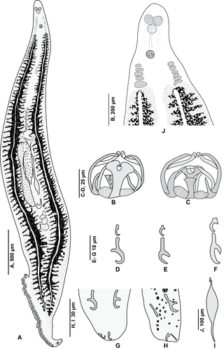 <i>Pseudaxine</i> Genus of flatworms