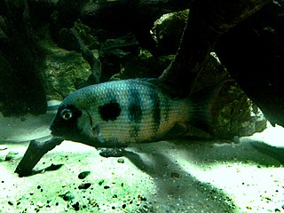 Damba mipentina Species of fish