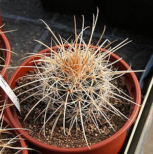 Parodia maxima.jpg