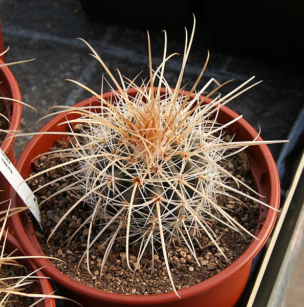 File:Parodia maxima.jpg