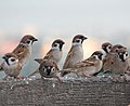 Passer montanus -Russia -flock-8.jpg