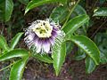Passiflora edulis f. flavicarpa