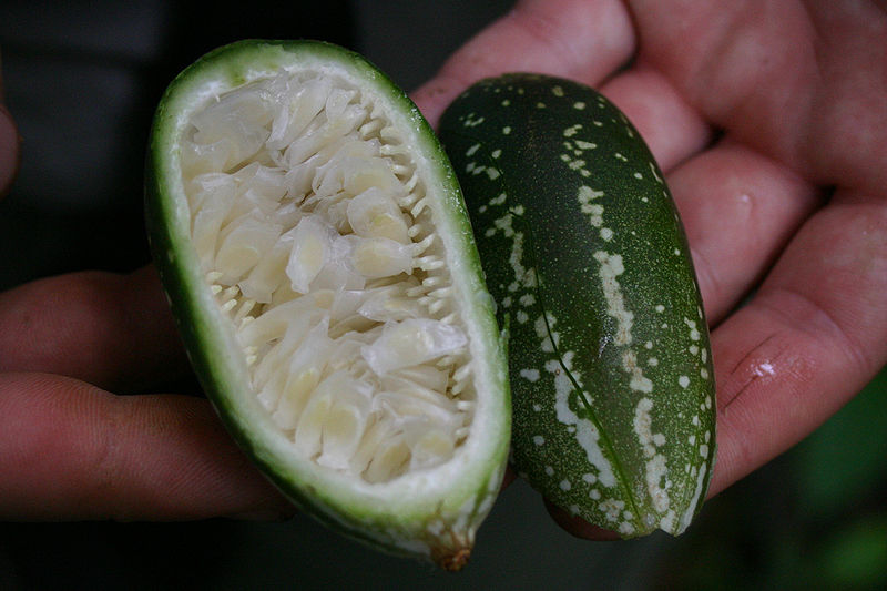 File:Passiflora vitifolia Kunth.jpg