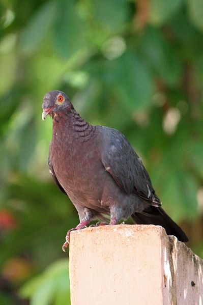 File:Patagioenas squamosa in Barbados a-02.jpg