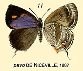 Euaspa pavo PavoDeNiceville1887OD.jpg