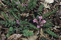 Pedicularis acaulis