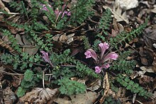 Pedicularis acaulis Postojna SI.jpg