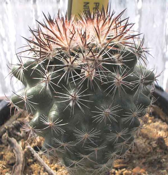 File:Pediocactus nigrispinus.jpg