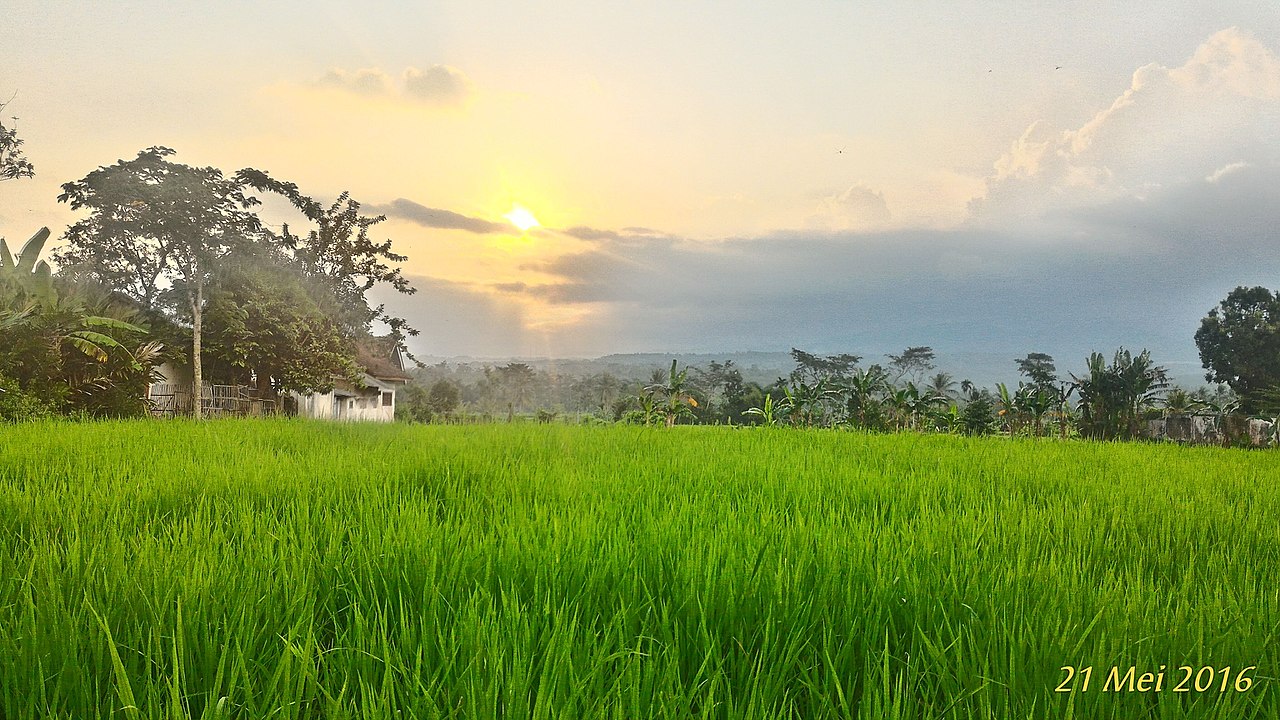 File Pematang Sawah di Sore Hari Arjasa Jember jpg 