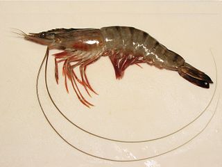 <span class="mw-page-title-main">Prawn</span> Common name applied to some types of crustaceans