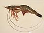 Dendrobranchiata: Giant tiger prawn (Penaeus monodon)