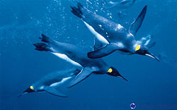 Penguins diving